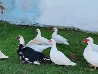 Ducks — foto 4
