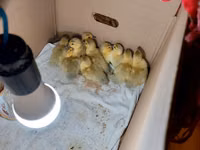 Ducks — foto 2