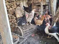 Chickens — foto 3
