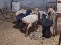 ცხვარი, ცხვრები — ფოტო 2