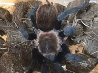 Məhsul: Seçmə tarantula balaları (sling) Növlər: - Brachypelma vagans — الصورة 1