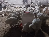 Turkeys — الصورة 1