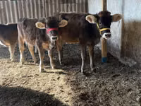 Vache, Swiss cattle — photo 7