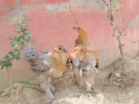 Brahma — foto 1