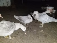 Ducks — photo 3
