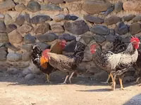 Chickens — الصورة 2