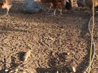 Chickens — Foto 3