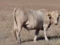 Touro, Swiss cattle — foto 1