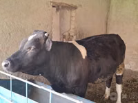 Bull, Cattle — photo 4