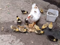 Domestic Muscovy — ფოტო 2