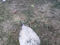 Chickens — Foto 4