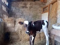 Bulle, Simmental cattle — Foto 2