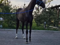 Cavalo, Akhal-Teke — foto 2
