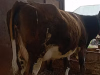 பசு, Simmental cattle — புகைப்படம் 2