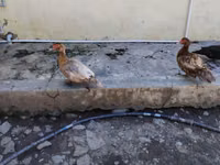 Chickens — फ़ोटो 2