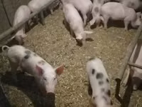 Schweine (Partie, Geschlecht nicht angegeben), Schweine — Foto 2
