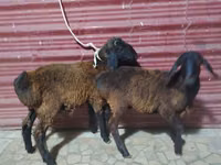 绵羊（批次，未指定性别）, Sheep — 照片 5