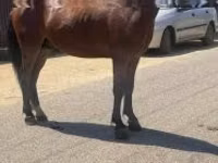 母马, Horses — 照片 1