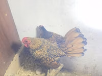 Chickens — foto 4