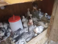 Cuce saxlamag ucun olan elde duzelmis taxdan DAM. 1 gunden — foto 4