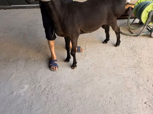 Bélier, Moutons