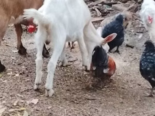 பெண் வெள்ளாடு, வெள்ளாடுகள்