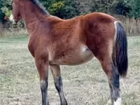 Kůň, Lipizzaner — foto 4