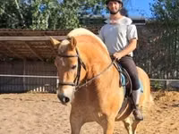 Айғыр, Haflinger — 5-сурет