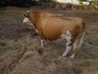 Сиыр, Simmental cattle — 2-сурет
