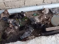 Ducks — Foto 6