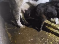 Byk, Russian Black pied cattle — zdjęcie 3