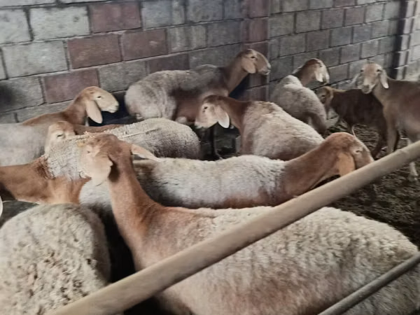 பெண் ஆடு, Arashan sheep