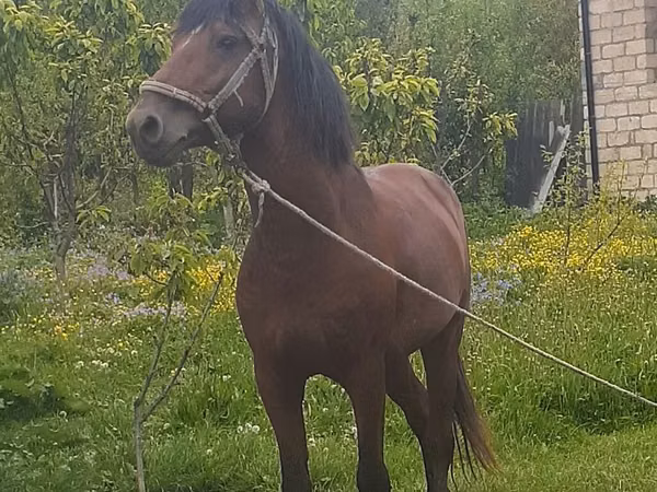 ცხენი, Azerbaijan horse