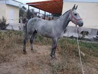 குதிரை, Thoroughbred horse — புகைப்படம் 2