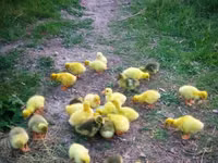 Geese — foto 1