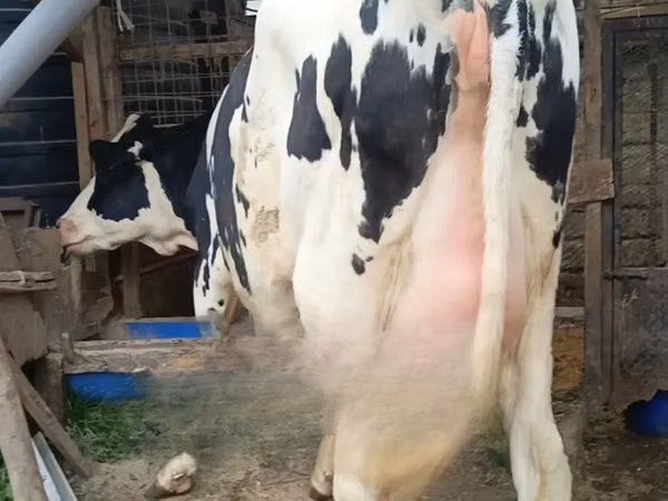 Сиыр, Голштин тұқымы