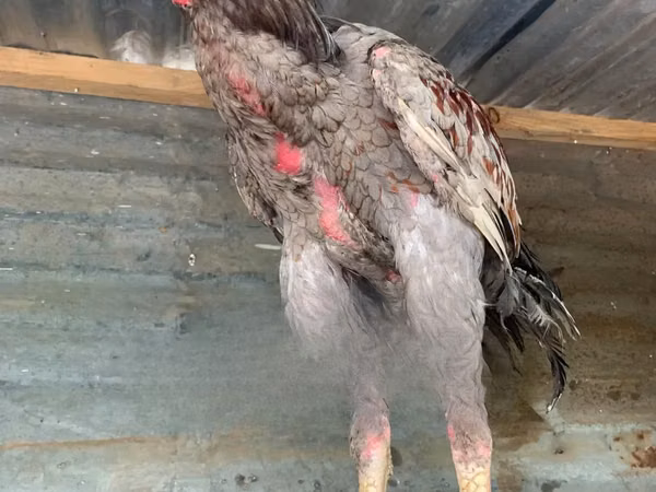 Shamo chickens