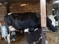 بقرة, Russian Black pied cattle — الصورة 6