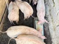 Boar, Pigs — photo 4