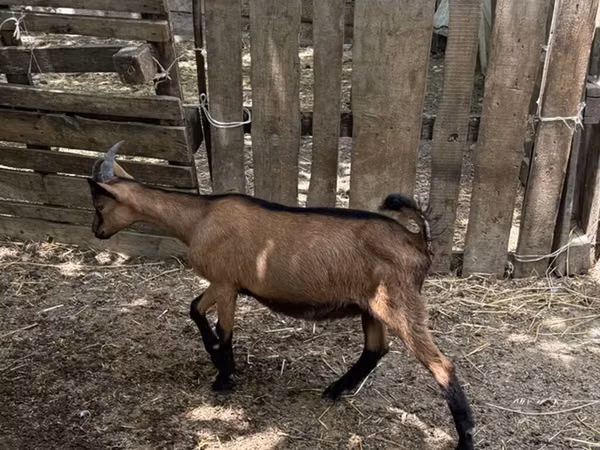 თხა, Alpine goat