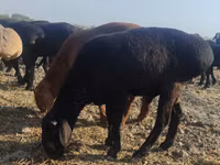 Ram, Sheep — photo 2