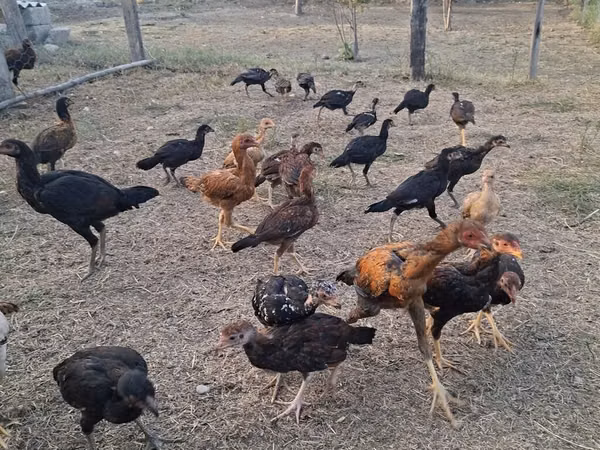 Chickens — Azerbaycan