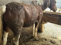 母马, Horses — 照片 2