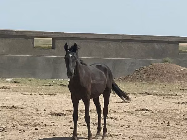 Kůň, Kazakh horse