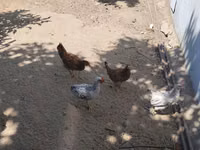Chickens — zdjęcie 4