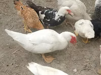 Chickens — foto 5
