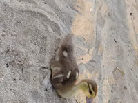 Ducks — foto 2