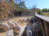 Boar — photo 7