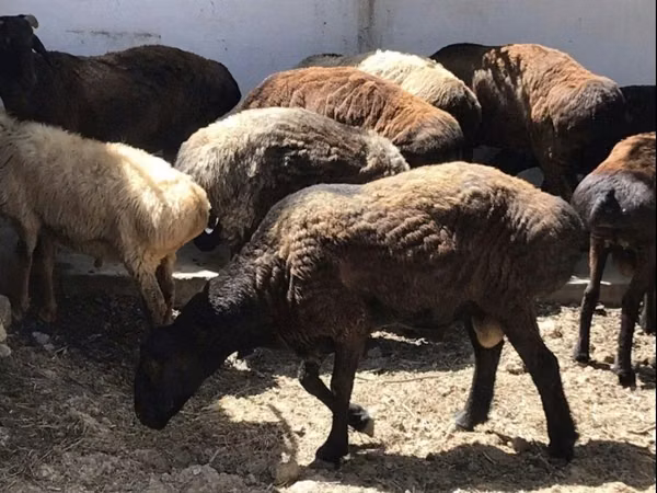 Bélier, Moutons
