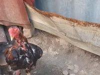 Chickens — Foto 1